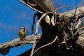 finch (3)